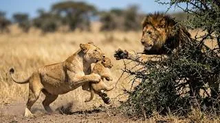 Thumbnail: Why Male Lions Kill Cubs The Brutal Truth?