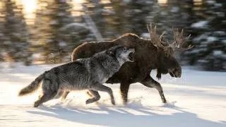 Thumbnail: The Truth About Wolf Packs Nobody Told You