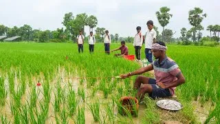 Thumbnail: Fishing Video || Two friends caught fish in the rice field using palm and the schoolboys were amazed