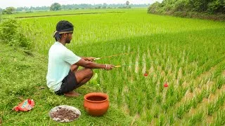 Thumbnail: Fishing Video | Village boy applied the best and most effective technique for fishing in paddy field