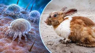 Thumbnail: Severe Skin Infection in Rabbits: Why They Stop Eating in Advanced Stages