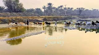 Thumbnail: Nomadic Shepherds and Their Goats: An Endless Journey
