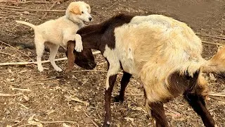 Thumbnail: Goats vs. Puppy: The Ultimate Farmyard Showdown!