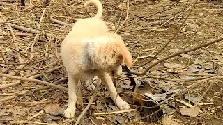 Thumbnail: Puppy Tried to Befriend a Bird: You Won't Believe What Happened