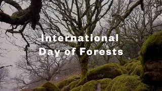 Thumbnail: International Day of Forests | The Duchy of Cornwall