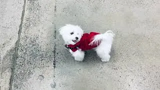 Thumbnail: Two Puppies That Did Not Want To Play - Maltese vs Toy Poodle