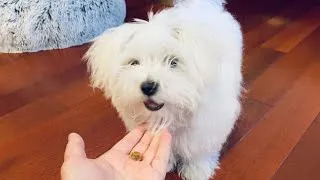 Thumbnail: What's the BEST Dog Treat? 12 Honest Taste Test
