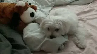 Thumbnail: Puppy Doesn't Want to Get Out of Bed - Spoiled Maltese
