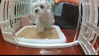 Thumbnail: HOW TO: Potty Train Puppy Indoor and Outdoor
