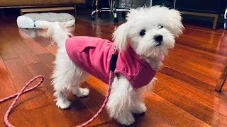 Thumbnail: Single Dog Parent | Life with A Pandemic Puppy