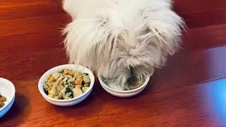 Thumbnail: Nom Nom Dog Food Review: Honest Taste Test