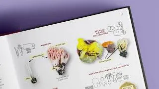 Thumbnail: Fungi of Temperate Europe: Keys to the Basidiomycotes