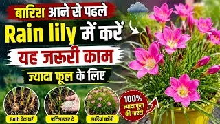Thumbnail: Rain Lily Care Before Monsoon | ज्यादा फूल पाने का सीक्रेट /Rain Lily Plant को Bulb से Multyply करें