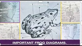 Thumbnail: Important biology Frog diagrams step by step |Frog diagrams Easy way  #biologyclass12 #biology #bio