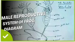 Thumbnail: Male Reproductive system of Frog diagram step by step easy way. #biologyclass12 