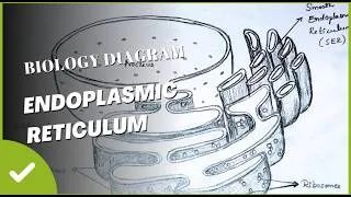 Thumbnail: How to draw endoplasmic reticulum step by step easy way #bio #biologyclass12 