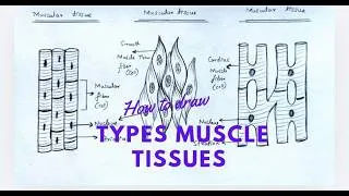 Thumbnail: How to draw Muscle tissues step by step | Types of Muscular Tissue diagrams. #biology 