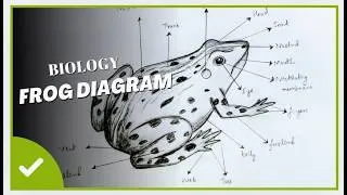 Thumbnail: How to draw Frog step by step easy way| Frog diagram #biology #frog #diagram #class11