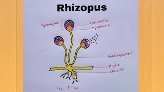 Thumbnail: How to Draw Rhizopus Fungus Diagram | Easy Biology Drawing Step by Step