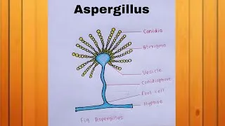 Thumbnail: How to Draw Aspergillus Diagram Step by Step | Class 11 & 12 Biology