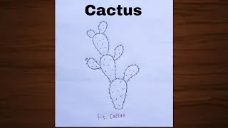 Thumbnail: How to Draw Cactus Diagram Step by Step | Easy Biology Diagram 