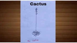 Thumbnail: How to Draw a Cactus Diagram Easily | Step-by-Step Drawing 🌵