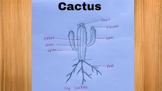 Thumbnail: How to Draw a Cactus Plant Diagram with Labels / Easy Cactus Plant Diagram
