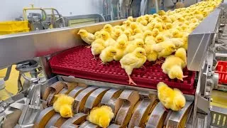 Thumbnail: Inside a Mega Chicken Factory | From Egg Incubation to Full-Scale Broiler Production