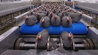 Thumbnail: Inside the Industrial Factory Raising 50,000 Guineafowl a Day | Full Factory Process