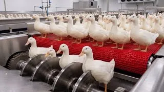 Thumbnail: How Millions of Duck Feathers Become Ultra-Soft Luxury Pillows | Full Factory Process