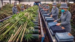 Thumbnail: Hemp Stalks to Denim Fabric | Inside a Modern Eco-Friendly Denim Factory (Full Process)