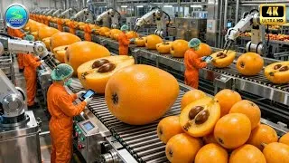 Thumbnail: Inside a Modern Loquat Processing Facility: From Raw Loquats to Bright Orange Purée (Full Process)