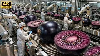 Thumbnail: Inside a Modern Blackcurrant Factory: From Fresh Berries to Concentrated Purple Syrup (Full Process)