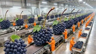 Thumbnail: Inside a Modern Grape Facility: Whole Grapes to Concentrated Grape Syrup (Full Process)
