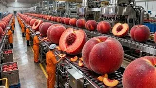 Thumbnail: Inside a Modern Apricot Processing Plant: From Fresh Apricots to Thick Apricot Jam (Full Process)
