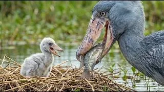 Thumbnail: Shoebill Stork: 155 Days From Egg to Wetland Survivor | Wildlife Documentary