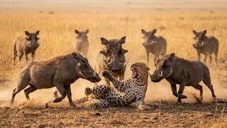 Thumbnail: LEOPARD vs WARTHOGS: Two Warthogs Turn the Tables Against a Leopard | Process X