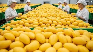Thumbnail: Inside the Mango Factory | How Millions of Mangoes Are Processed Daily