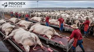 Thumbnail: Inside Australia’s Massive Beef Processing Factory | From Cattle to Premium Steak (Full Process)
