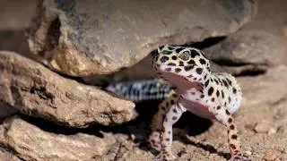 Thumbnail: Reptilian Diversity Part 2: Form and Function of the Squamates