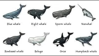 Thumbnail: Every Whale Type Explained in 8 Minutes — Don't Miss This!