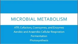 Thumbnail: Microbial Metabolism