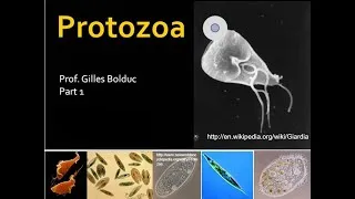 Thumbnail: Protozoa 1 Lecture