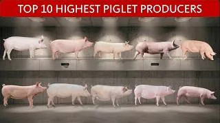 Thumbnail: Top 10 Maternal Pig Genetics Compared | Most Piglets Per Sow Per Year