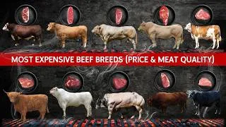 Thumbnail: Top 10 Most Expensive Beef Breeds in the World (Steak Price & Meat Quality Ranked) 🥩🐂