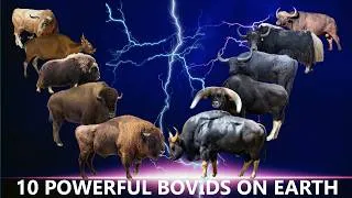 Thumbnail: Most Powerful Bovids on Earth – Strength Ranking (Using Kinetic Energy Computation)