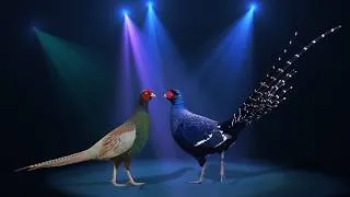 Thumbnail: Top 10 Most Beautiful Asian National Birds | Phasianidae Collection