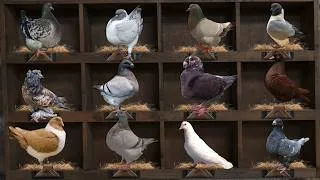 Thumbnail: Top 10 Giant Pigeon Breeds for Meat Production #Squab #Pigeons
