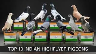 Thumbnail: Top 10 Indian Highflyer Pigeons | Flying Hours | Heat & Cold Tolerance