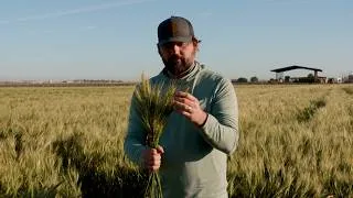 Thumbnail: Our Bread Flour Grew in This Field